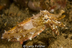 Pygmy cuttlefish, Ambon Bay, Indonesia. D300-60mm by Larry Polster 